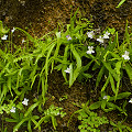 Plants in the wild.