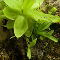 Plants in the wild.