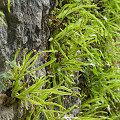 Plants in the wild.