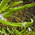 Plants in the wild.