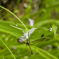 Plants in the wild.