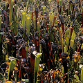 Plants along a right-of-way.