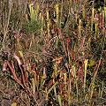 Plants along a right-of-way.