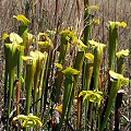 Green pitchers.