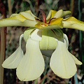 Typical pale flower.