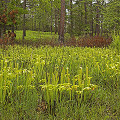 Plants at a privately owned preserve.