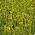 Plants at a privately owned preserve.