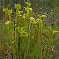 Plants at a privately owned preserve.