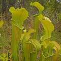 Plants at a privately owned preserve.