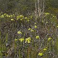 A mass of pitchers and flowers.