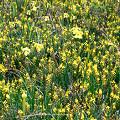 Plants at the Big Thicket.