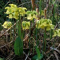 Yellow flowers.