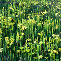 Plants along a right-of-way.