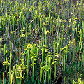 Plants along a right-of-way.