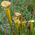 Late season plants in the Green Swamp.