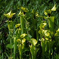 Growing in ferns.