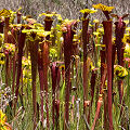 Full coloration plants.