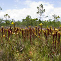 Full coloration plants.