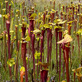 Full coloration plants.