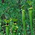 Plants in a pine savannah.