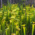 Full coloration plants.