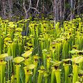 Full coloration plants.