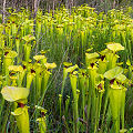 Full coloration plants.