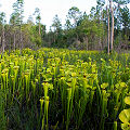 Full coloration plants.