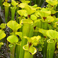 Full coloration plants.