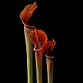 Sarracenia Lamentations