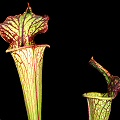 Sarracenia Lynda Butt