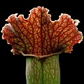 Sarracenia Vintage Slack