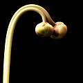 A malformed double flower.