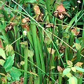 Pitchers growing on a natural area in a resort.