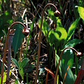 Plants growing on the edge of a pond.