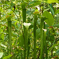 Plants at a restoration site.