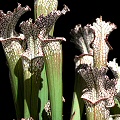 Sarracenia leucophylla