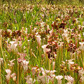 Plants in a protected bog.