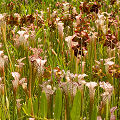 Plants in a protected bog.