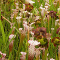 Plants in a protected bog.