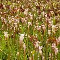 Plants in a protected bog.