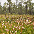 Plants in a protected bog.