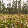 Plants in a protected bog.