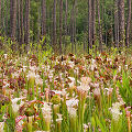 Plants in a protected bog.