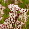 Plants in a protected bog.