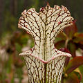 Plants in a protected bog.