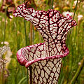 Plants in a protected bog.