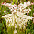 Plants in a protected bog.