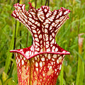 Plants in a protected bog.