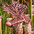 Plants in a protected bog.